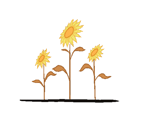 placcky giphyupload flower yellow sunflower Sticker