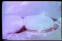 scottok drive-in intermission snack bar GIF