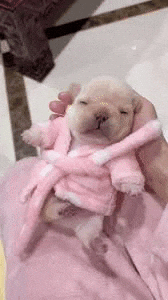 Pibble GIF