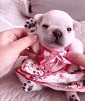 Pibble GIF