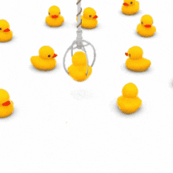 Ducks GIF