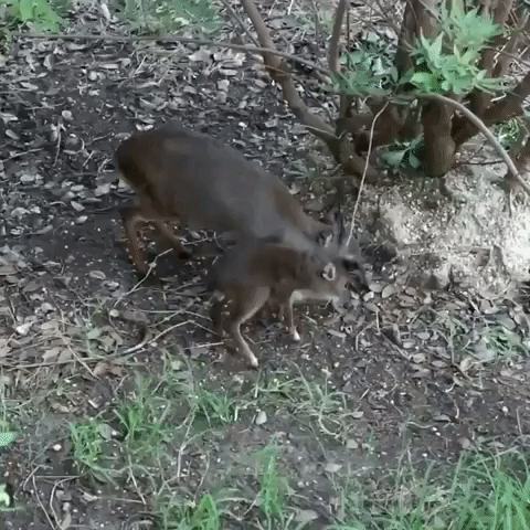'Move Over, Floyd Mayweather': Baby Antelope Learns How to Spar at San Antonio Zoo