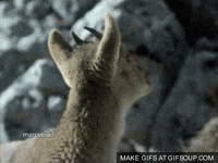 GIF by Random Goat