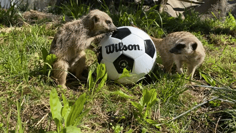 Soccer Meerkat GIF by Oakland Zoo