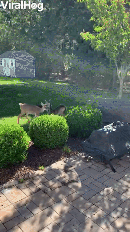 Deer Eagerly Await Their Morning Meal