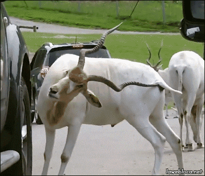 scratching GIF