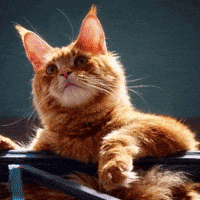 Clubhouse Jing GIF