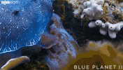 blue planet love GIF by BBC Earth