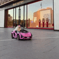hilariadulcinea mood dogs reaction gif fluffy GIF