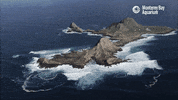 pacific ocean GIF by Monterey Bay Aquarium