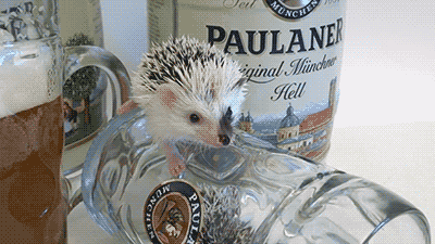 hedgehog GIF