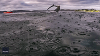 Seal Battles Thresher Shark Off Tasmanian Coast