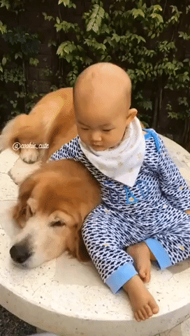 Toddler and Golden Retriever Relax on a Lazy Sunday