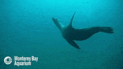 sea lion dancing GIF by Monterey Bay Aquarium