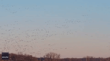 Enormous Gaggle of Geese Flocks to Western Minnesota Field