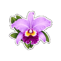 Beauty Flower Sticker by Fresa Creativa