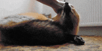 Red Fox GIF