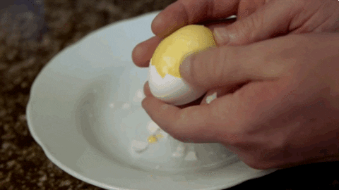 egg GIF