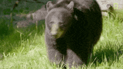 Nat Geo Yellowstone GIF by National Geographic Channel