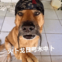 Chinese Dog Singing GIF