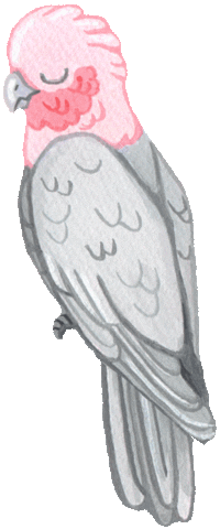 pixienut bird australian galah pixienut Sticker