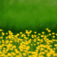 Easter Bunny GIF by TeaCosyFolk