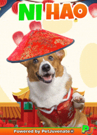PetJuvenate petjuvenate henlo hooman fren love rescue dogs treatos and woofer for pupper GIF