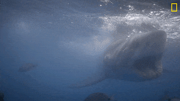 Nat Geo Ocean GIF by National Geographic Channel