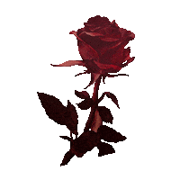 Flower Rose Sticker