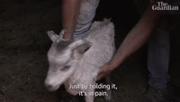 It's In Pain