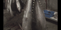 Fish Hanging GIF by DIIMSA Stock