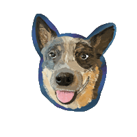 Blue Heeler Beau Sticker