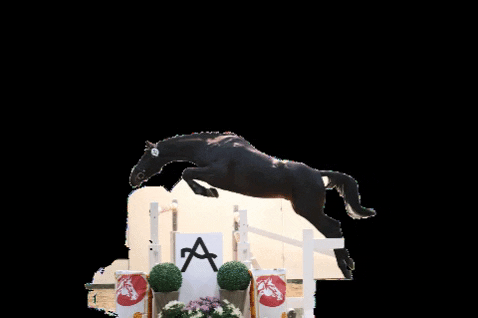 Voglgut giphygifmaker horse jumping austria GIF