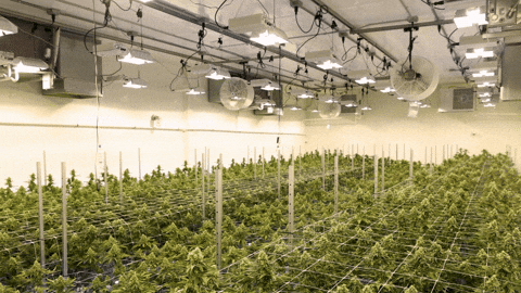 Plant Grow GIF by Exclusive Brands