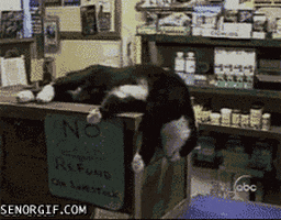 cat falling GIF