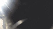 GIF by Planckendael
