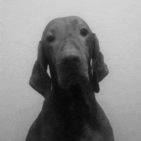 dog model GIF by eevr