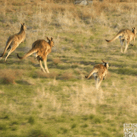 Australia One Planet GIF by BBC America