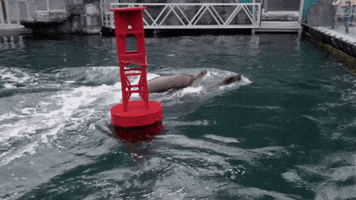 aquarium hclutr19 GIF by Hallmark Channel