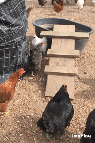 Meri_Maura giphyupload GIF