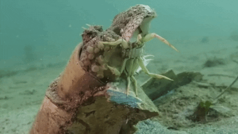 Sea Creature Crab GIF by OctoNation® The Largest Octopus Fan Club!