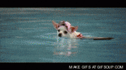 chihuahua swimming GIF
