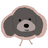 Toy Poodle Sticker