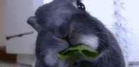 wall point GIF