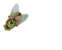 fly circling Sticker by Jess Mac