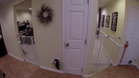 Dog Escapes Through Baby Gate