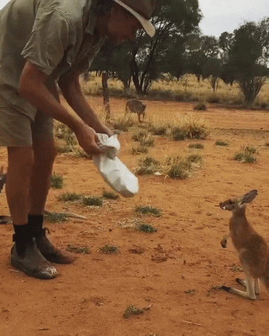 kangaroo in a bag GIF by ViralHog
