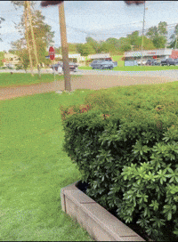 Bobby Lee Asian Dad GIF