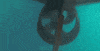 Ocean Fish GIF