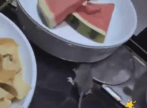 Insight_video giphyupload GIF